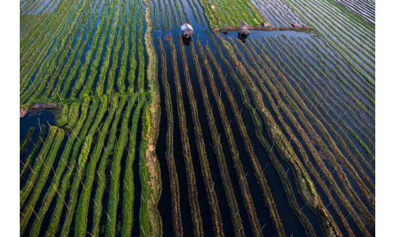 Farmers at Inle Lake grow crops on the water on top of layers of decomposing vegetation
