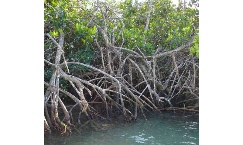 Florida mangroves reveal complex relationship between climate and natural systems