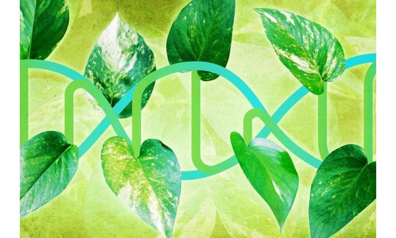 From plants, team extracts a better way to determine what our genes do