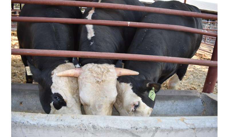 Image result for Genome-edited bull passes on hornless trait to calves