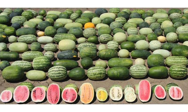 Image result for Harvesting genes to improve watermelons