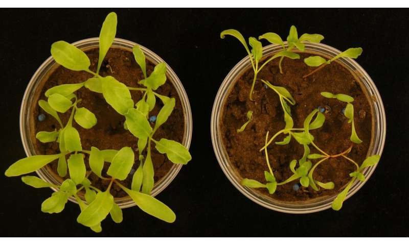 Helping hands from within: Live-in bacteria protect plants against infections