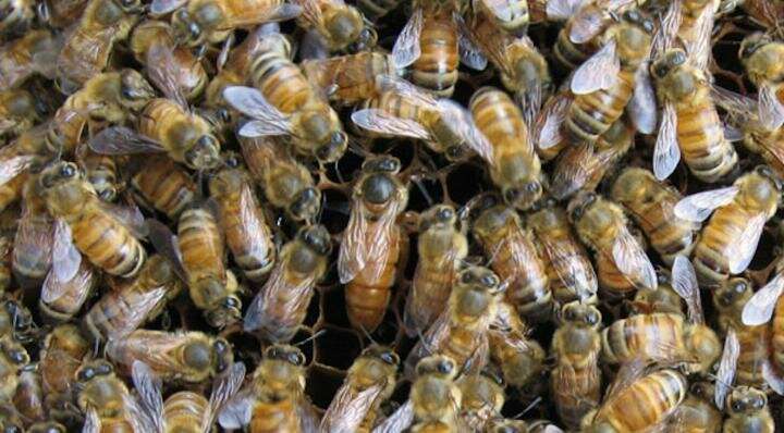 Honey bee gut microbiome research -- NSF grant