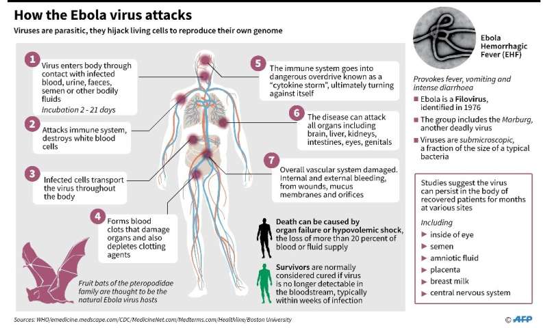 How the Ebola virus attacks