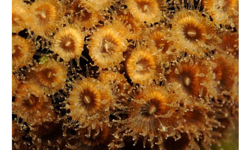 Back from the dead: Some corals regrow after 'fatal' warming Inthisundate