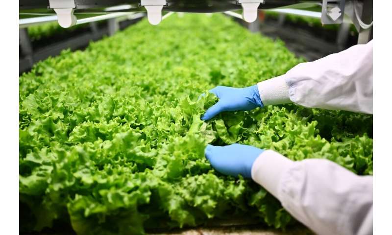 Japan already has around 200 lettuce factories using artificial light but the majority of these are small-scale but according to
