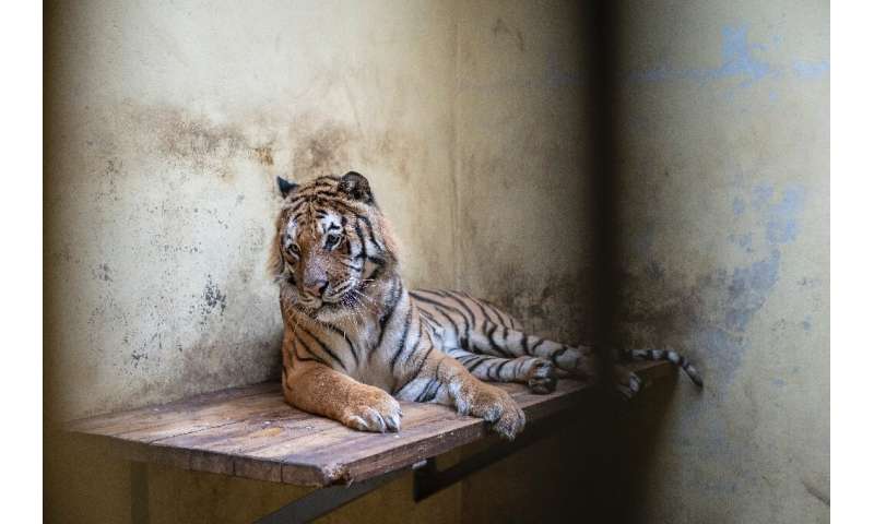 Kan, a male tiger, is seen in his temporary enclosure at the zoo in Poznan, Poland on November 6