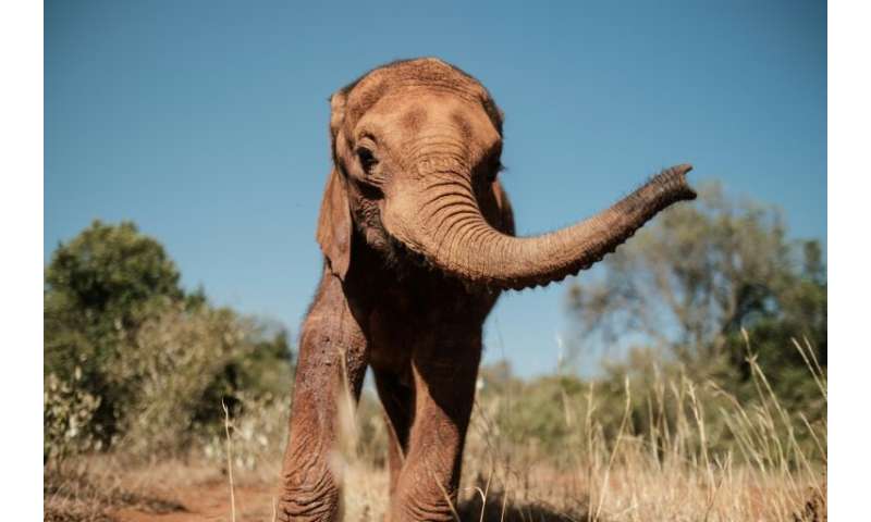 at kenyan orphanage, baby elephants find a new life, and love