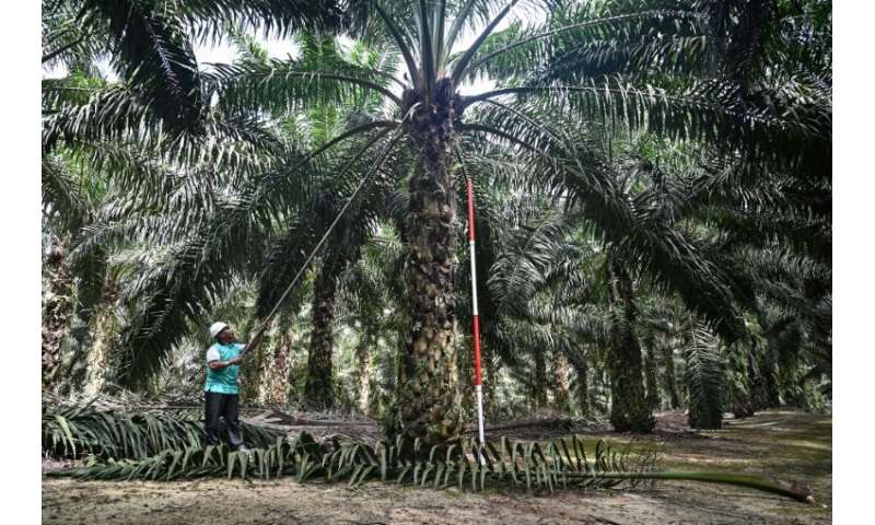 Oil Palm Seedlings Price Malaysia