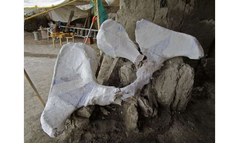 Mammoth skeletal remains, pictured in this handout photograph released by Mexico's National Institute of Anthropology (INAH), we