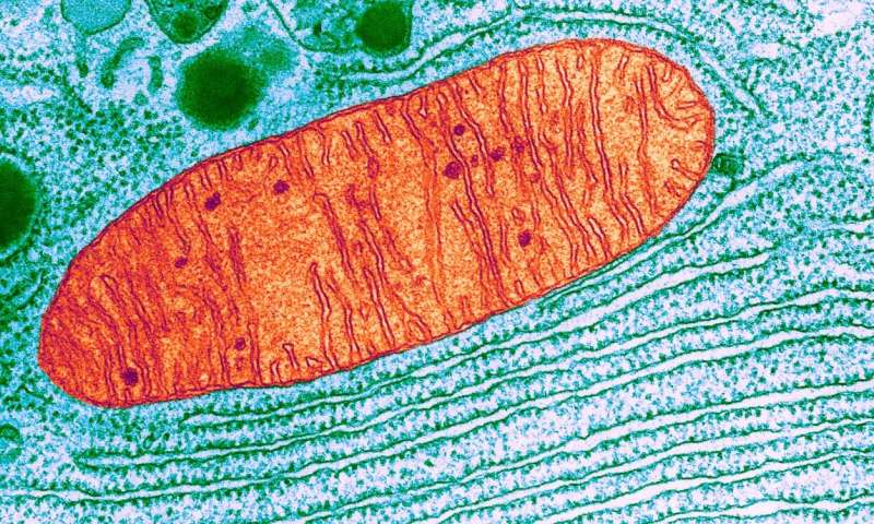 Mitochondria - cover
