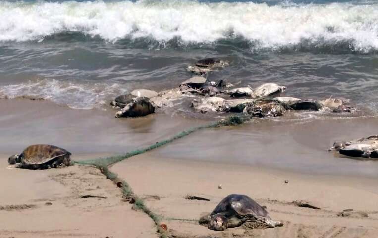 More than 300 endangered sea turtles were killed in a single incident last year after swimming into a what was believed to be a 