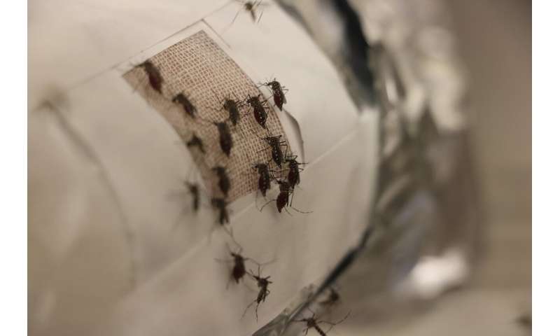 Incognito mosquito: Could graphene-lined clothes help prevent mosquito bites?