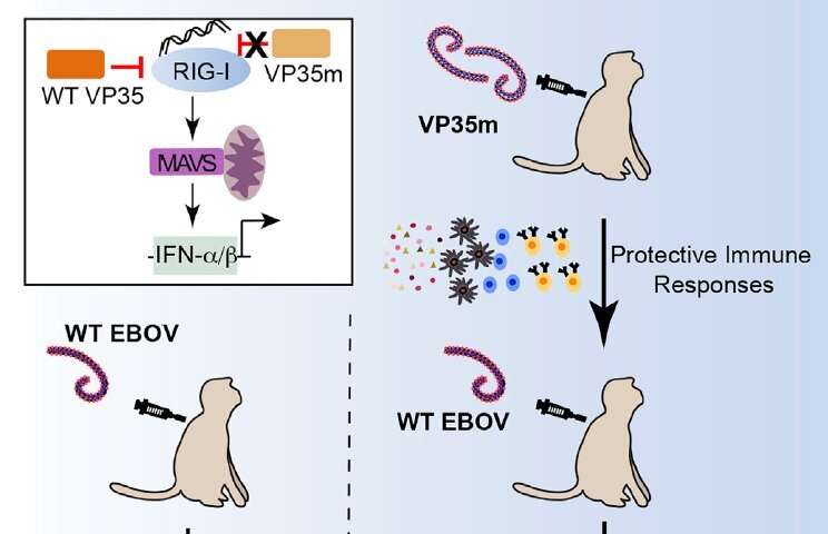 Live attenuated Ebola virus mutant immunizes nonhuman primates