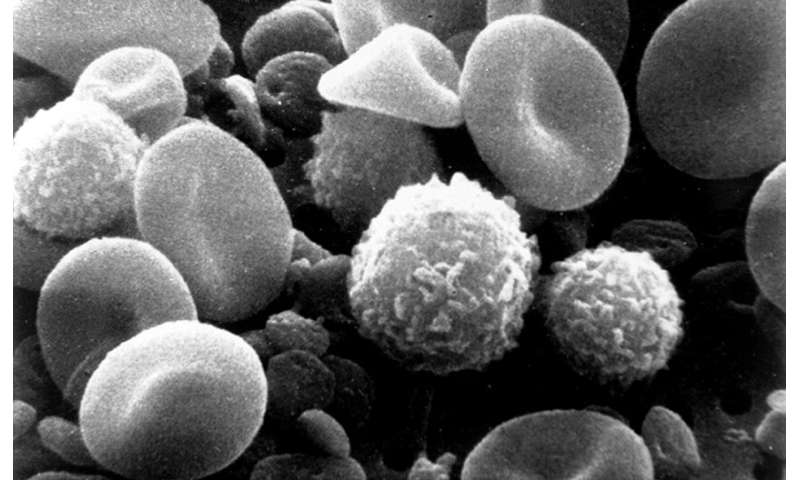 Myeloid immune cells