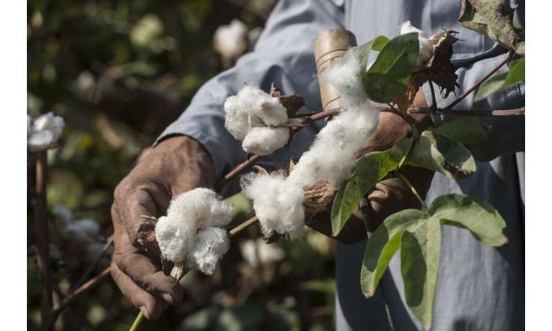 Nearly all of Africa's cotton is exported without having been processed