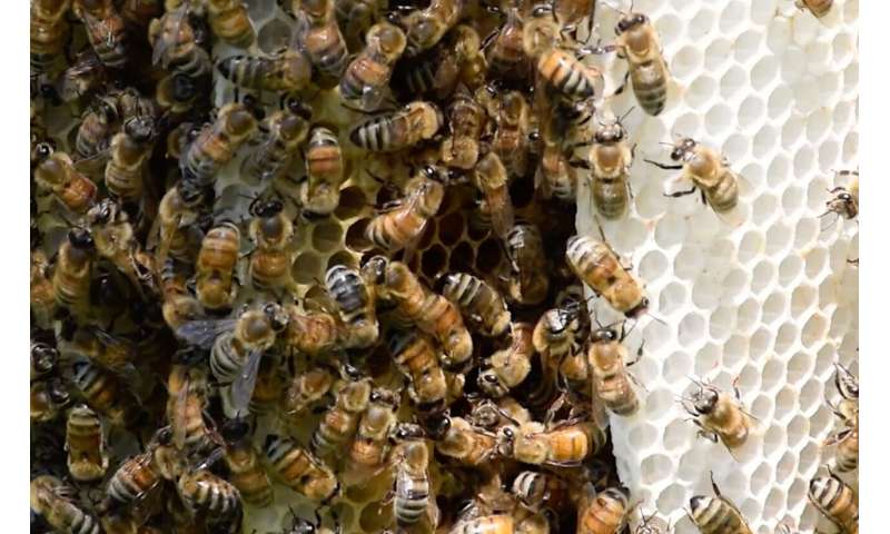 Neonics hinder bees' ability to fend off deadly mites, U of G study reveals