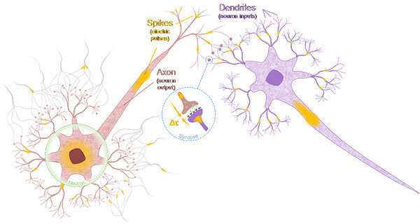 Neuron And Synapse Mimetic Spintronics Devices Developed