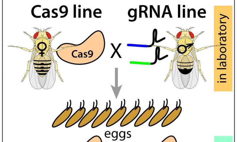 New Crispr Based Technology Developed To Control Pests With Precision 3258