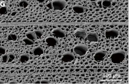 New wood membrane provides sustainable alternative for water filtration