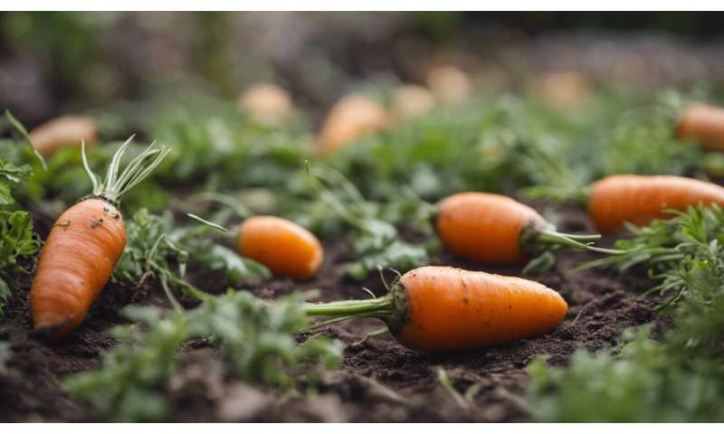 Of crooked carrots and patchy potatoes