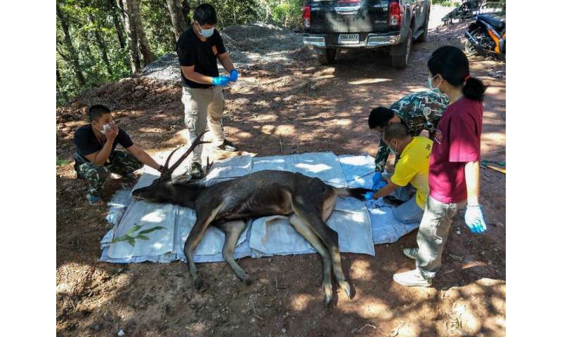 Officials said the 10-year-old deer was found dead in a national park in Nan province, around 630 kms (390 miles) north of capit
