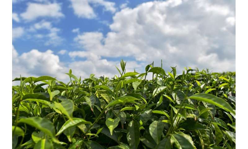 One in 10 Kenyans depends on the tea industry, according to the Kenya Tea Development Agency, which represents smallholder farme
