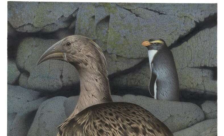 Origins of giant extinct New Zealand bird traced to Africa