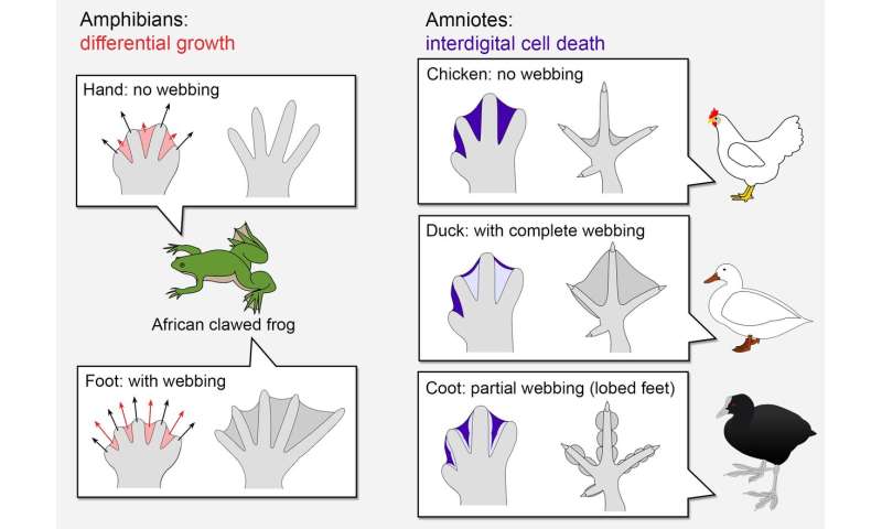 Oxygen shapes arms and legs: Origins of a new developmental mechanism called 'interdigital cell death'