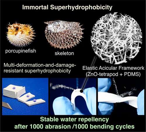 Porcupinefish inspires sturdy superhydrophobic material Porcupinefis