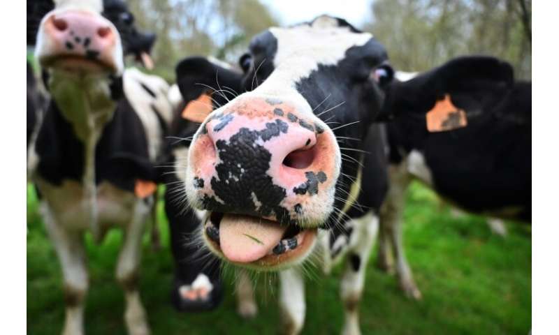 Cow toilets' in Netherlands aim to cut e-moo-ssions