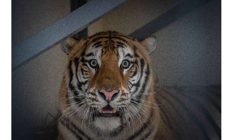 Samson, a male tiger, narrowly survived a gruelling journey across Europe