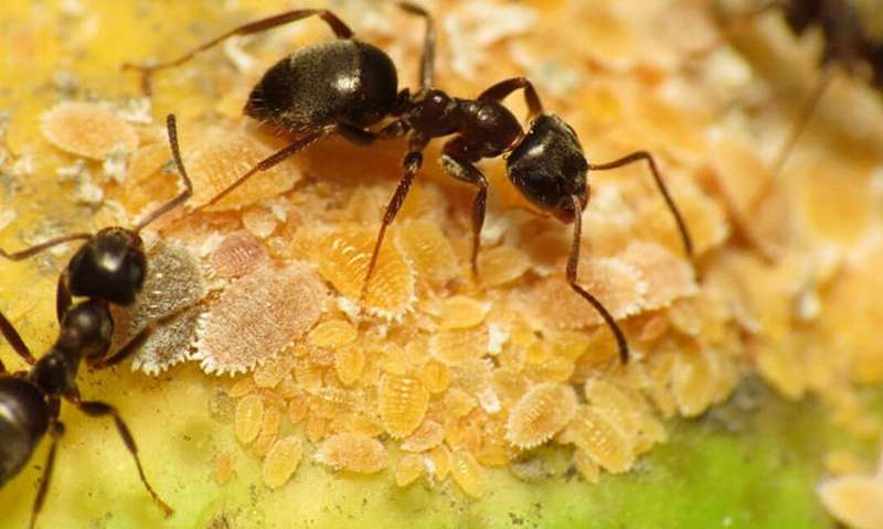 Six Amazing Facts You Need To Know About Ants