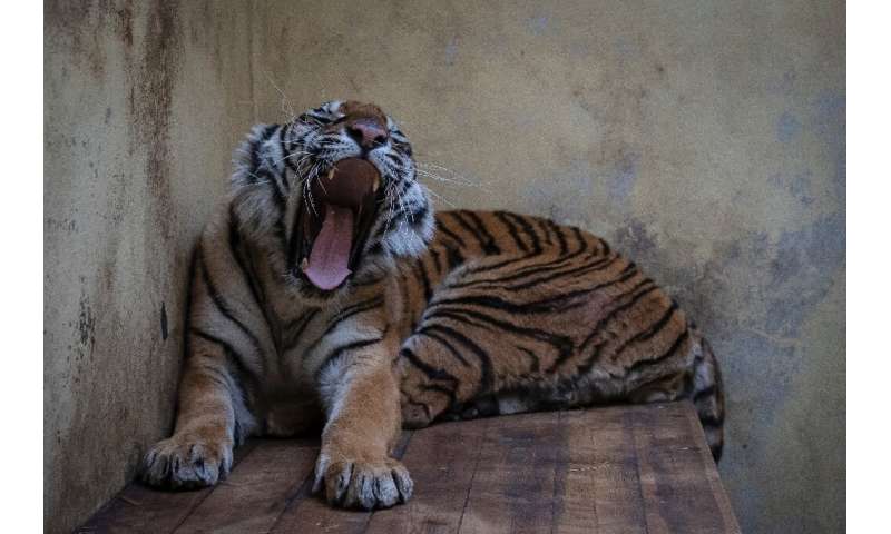 Softi, a female tiger, was among ten emaciated and dehydrated big cats found in the back of a truck en route from Italy to Russi