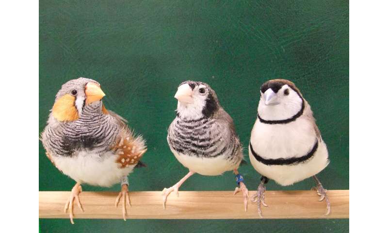 society finches singing