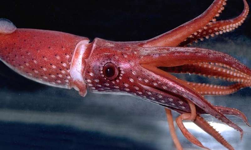 are squids mammals
