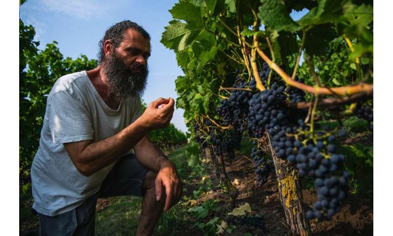 Swedish winemaker Murre Sofrakis, 51, is one of the country's biggest winemakers