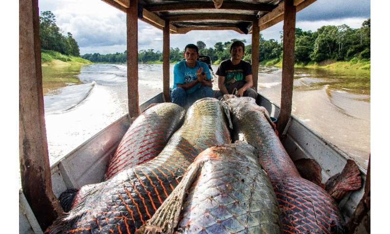 The pirarucu population has soared thanks to a sustainable fishing program in place in Brazil's Amazon