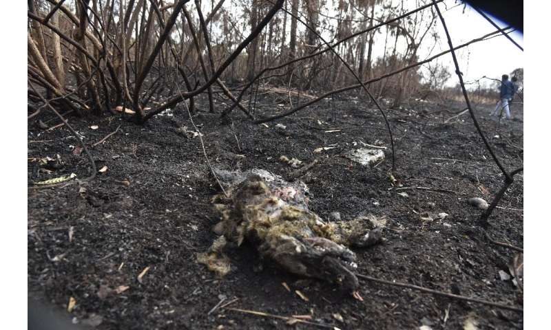 The remains of a fox killed in a forest fires in the Otuquis National Park in eastern Bolivia