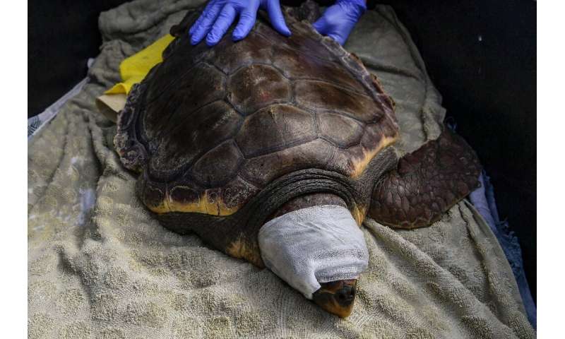 The turtles ingest fishhooks and plastic debris but more than half of their injuries are caused by humans