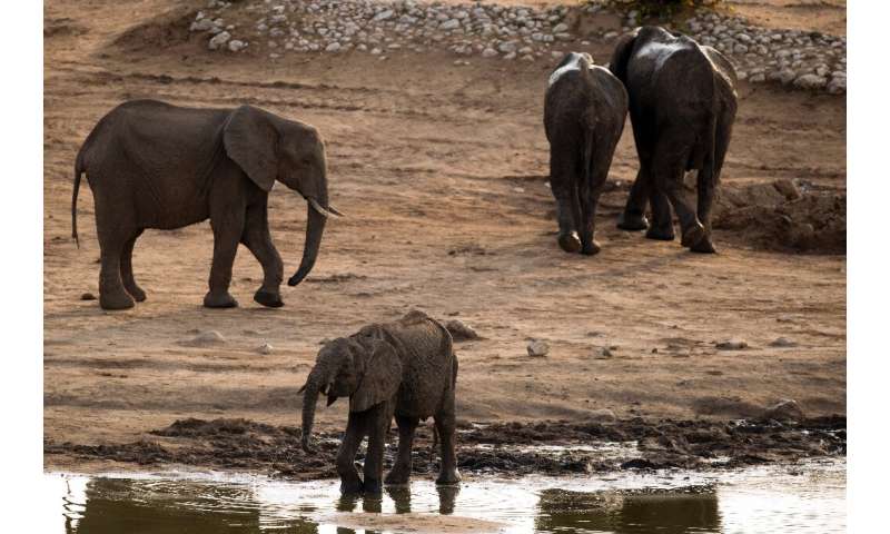 Severe Drought Forces Zimbabwe To Sell Off Wildlife
