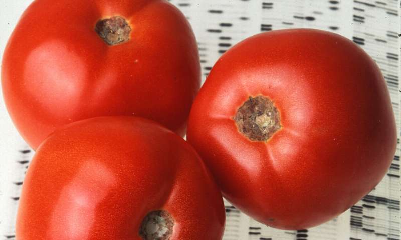 El pangenoma del tomate facilita la recuperación del sabor
