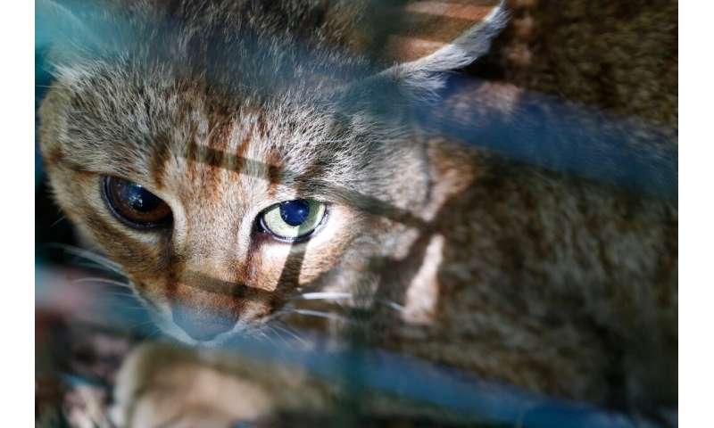 Using nonviolent methods, the ONCFS rangers in Corsica have since 2016 captured 12 of 16 felines seen in the area, releasing the