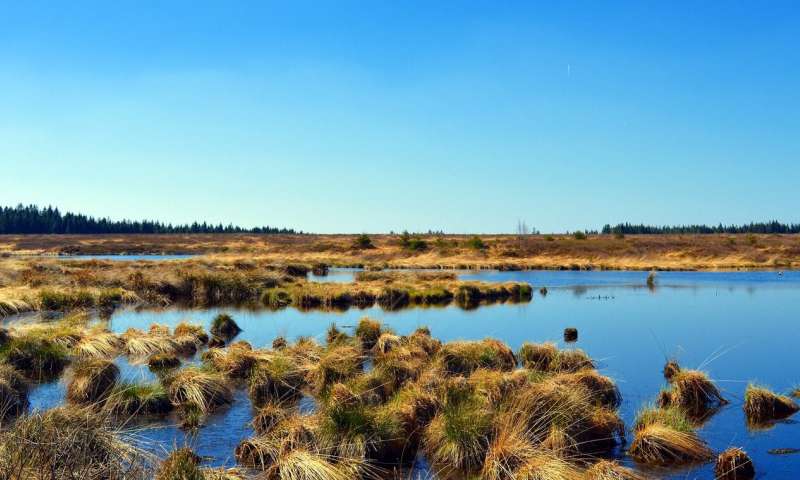 Why bogs may be key to fighting climate change