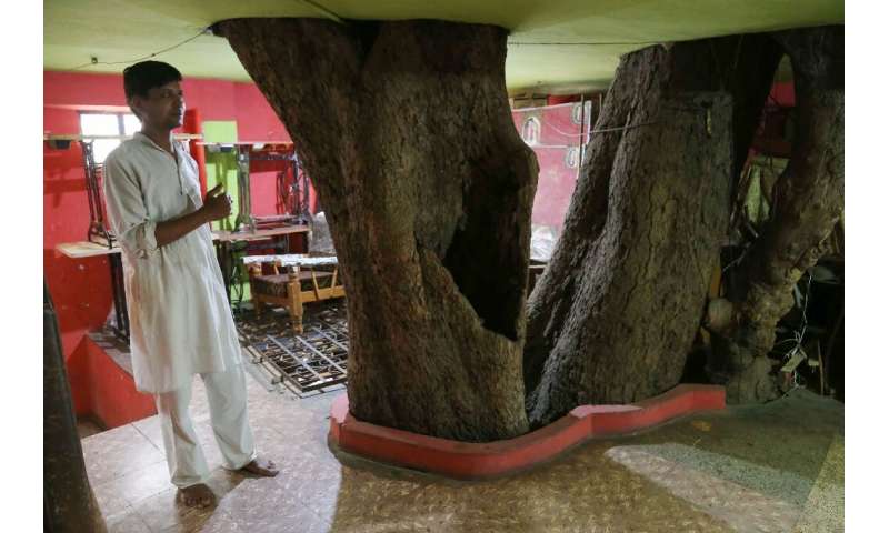 Yogesh Kesharwani stands on the first floor of their home in Jabalpur, built around a  fig tree