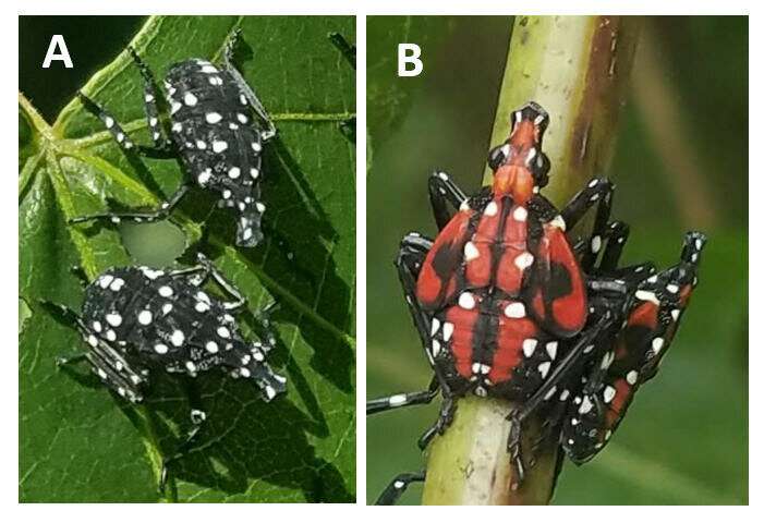 You are what you eat: A color-changing insect modifies diet to become distasteful
