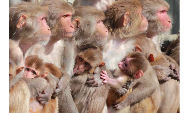 Zika vaccine protects fetus in pregnant monkeys