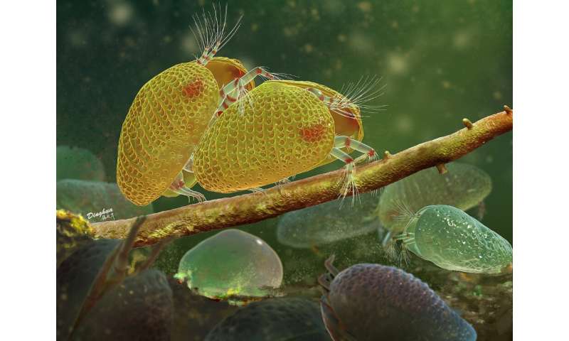 100-million-year-old amber reveals sexual intercourse of ostracods