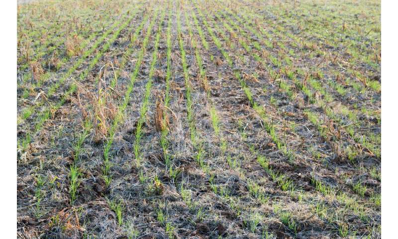 Adding grazing to cover crops can benefit bottom line