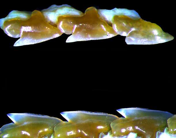 A new character for Pok&amp;#233;mon? Novel endemic dogfish shark species discovered from Japan